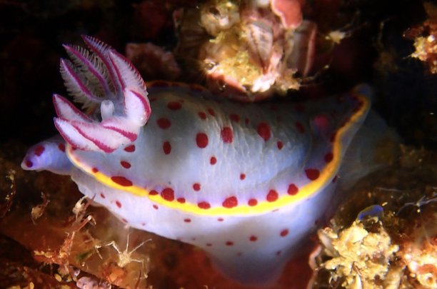 mollusk
