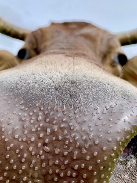 horned