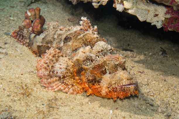 pterois