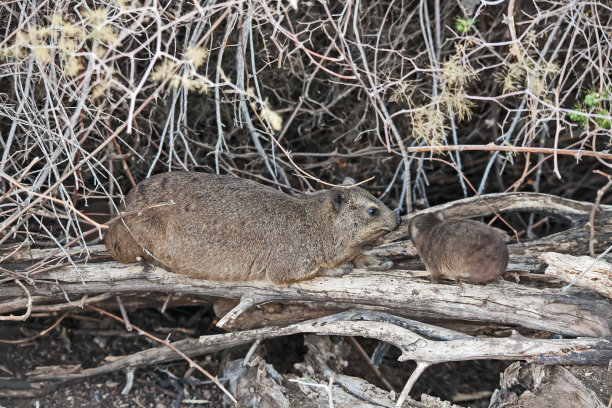 hyracoidea