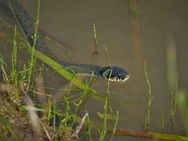 natrix