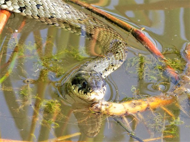 natrix