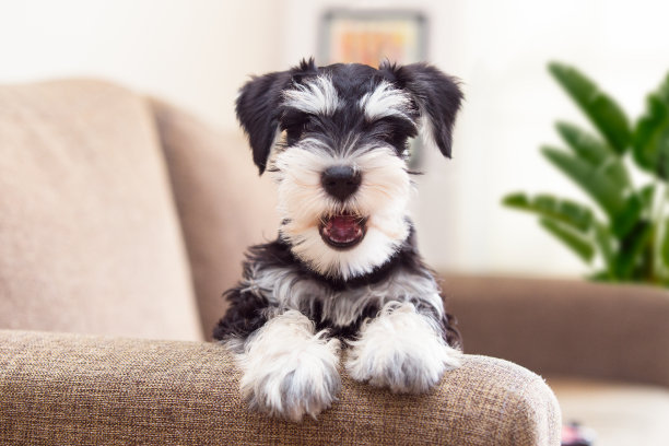 schnauzer