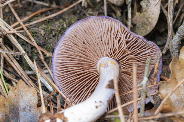 cortinarius