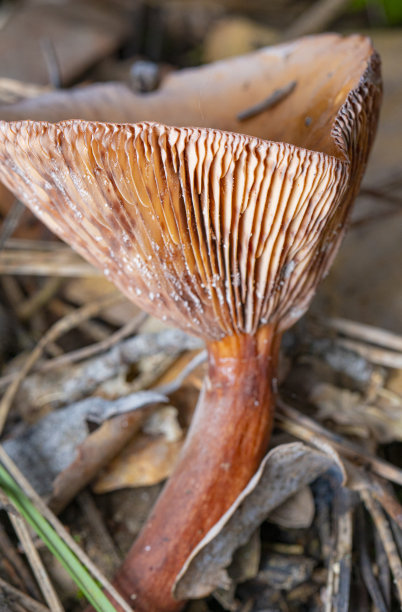 cortinarius
