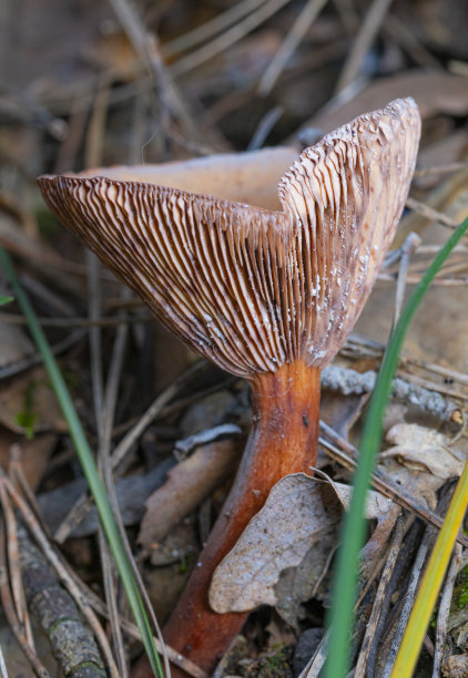 cortinarius