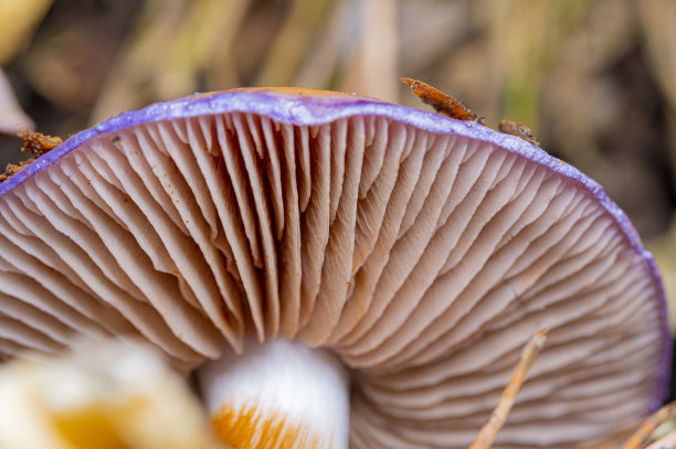 cortinarius