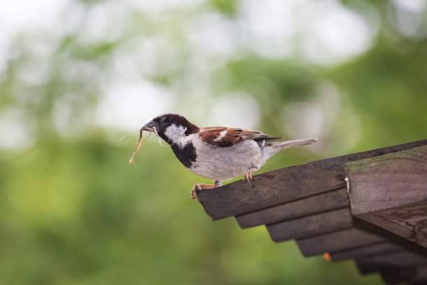 sparrow