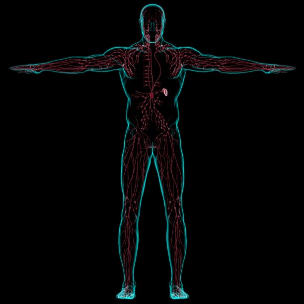 thymus