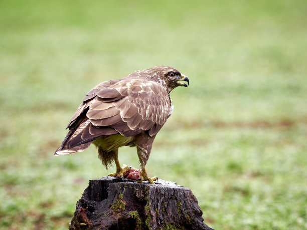 buzzard