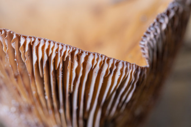 gills