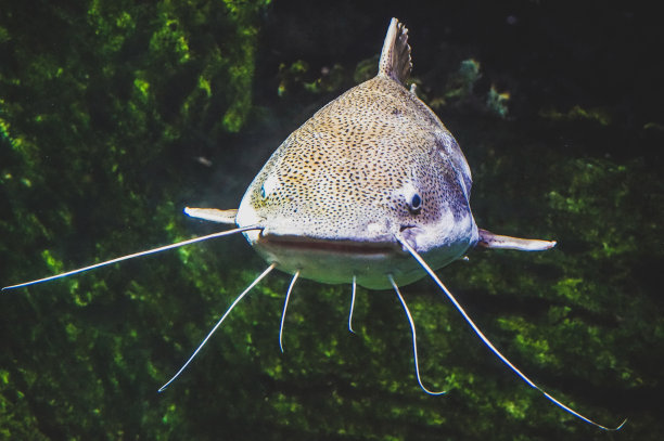 catfish