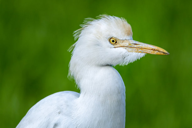 ibis
