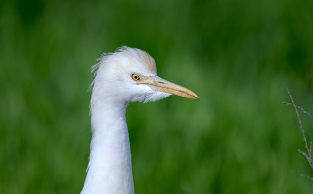 ibis