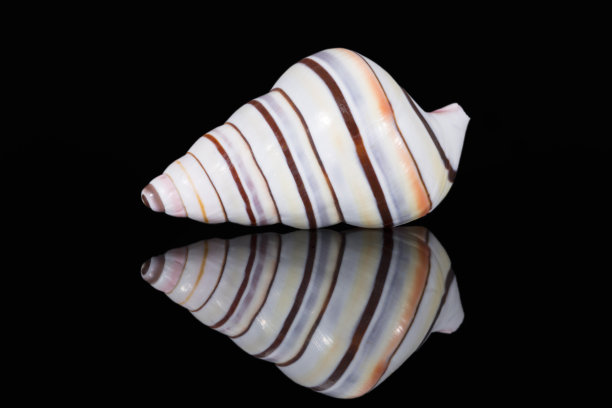 conch