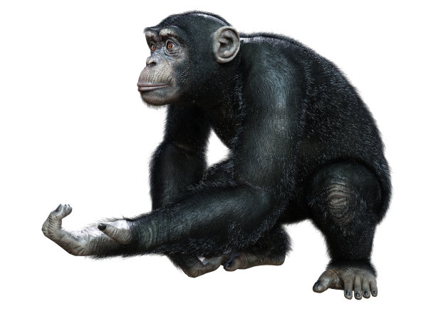 ape