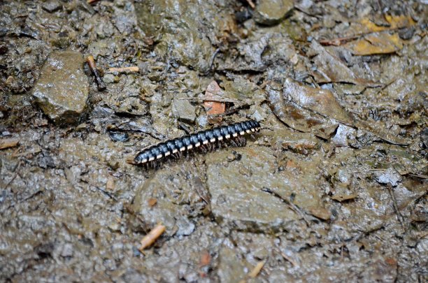 millipede