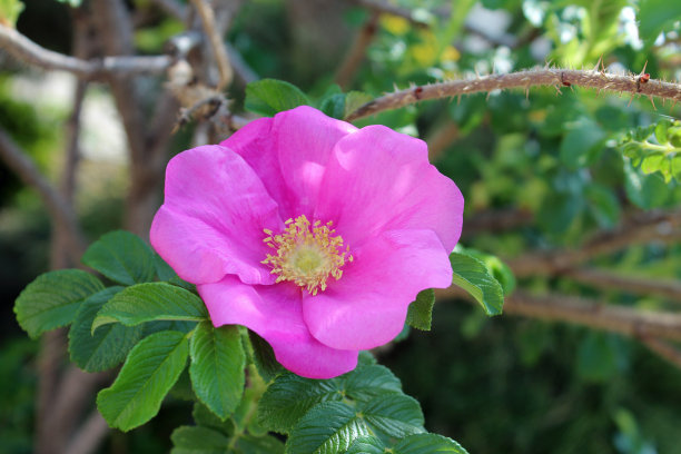 rugosa