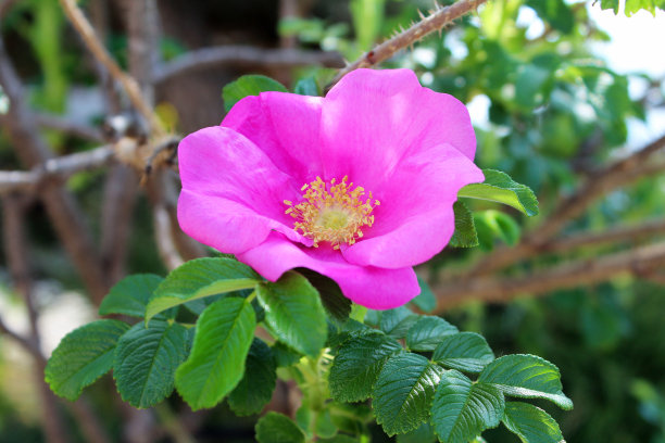 rugosa