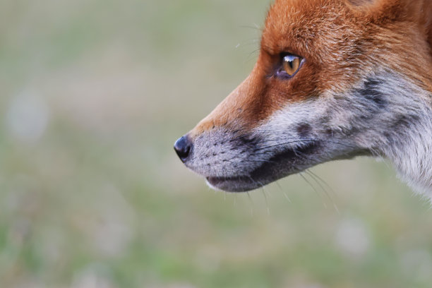 foxface