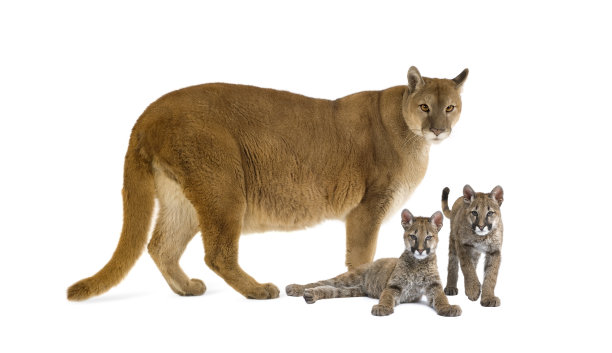 panthera