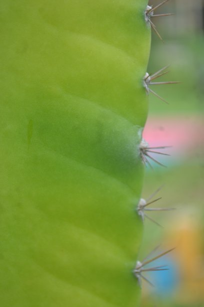 saguaro
