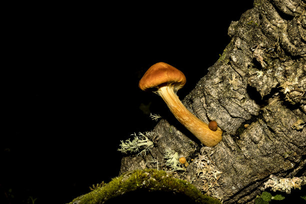 cortinarius