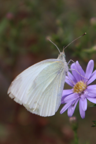 pieridae