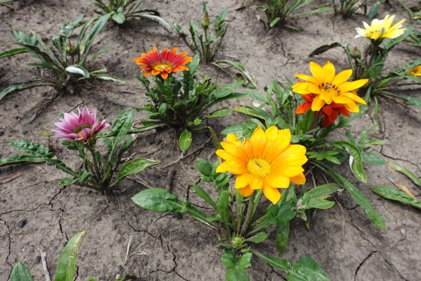 gazania