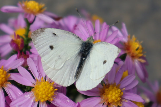 pieridae