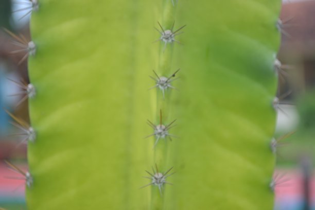 saguaro