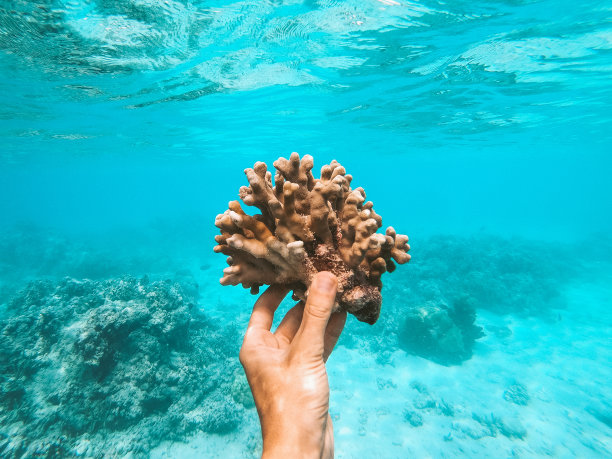 corals
