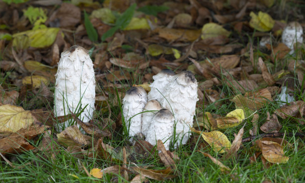 coprinus