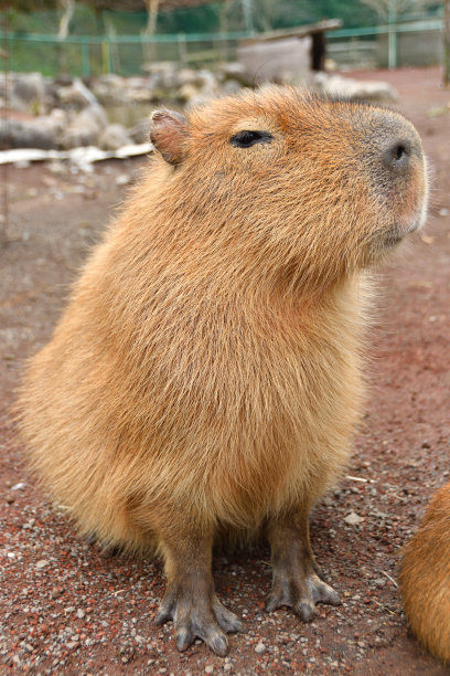 capybara