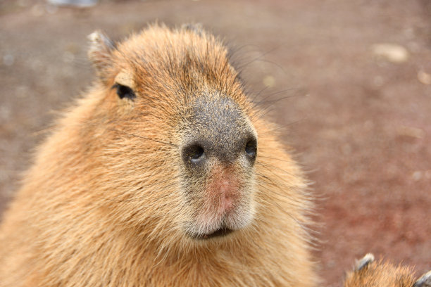 capybara