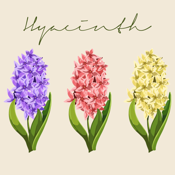 hyacinth