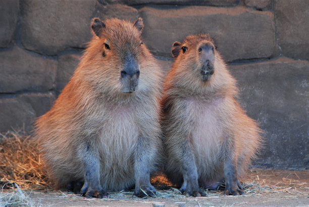 capybara