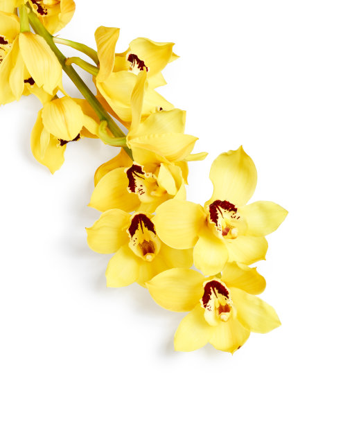 cymbidium