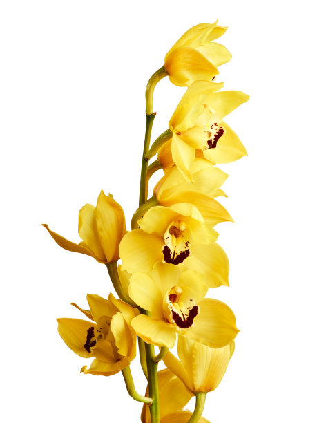 cymbidium