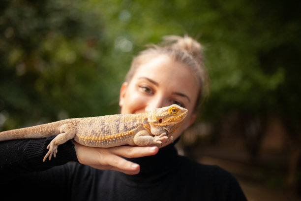 lizard