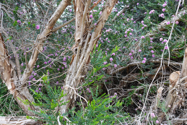 bushveld