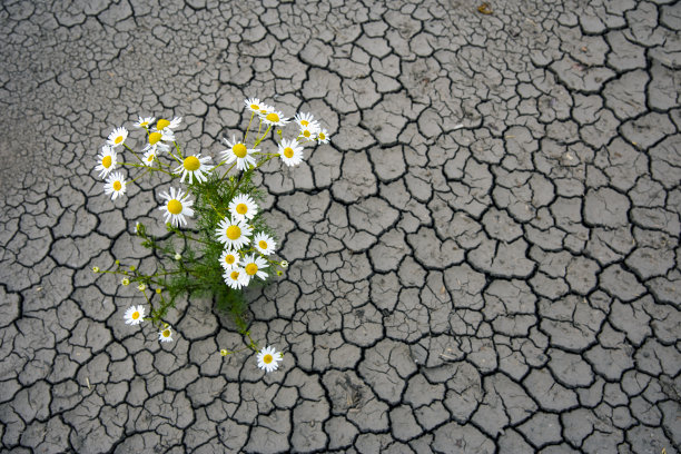 desolate