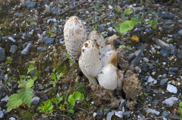 coprinus