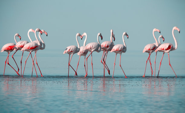 flamingo