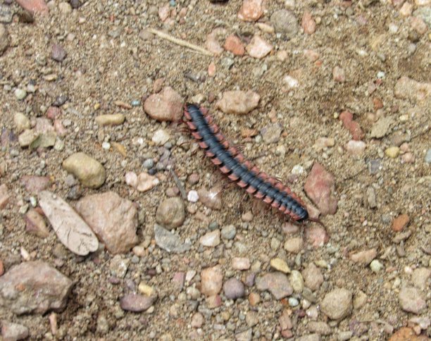 millipede