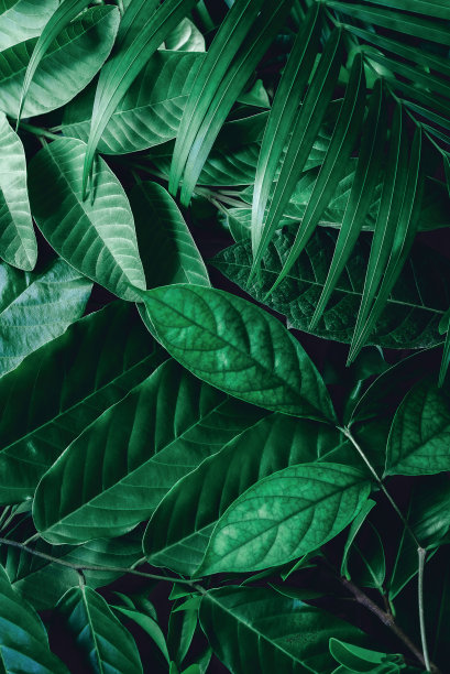 jungle