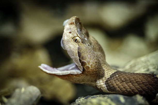 atheris