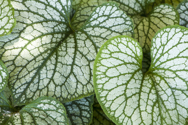 brunnera