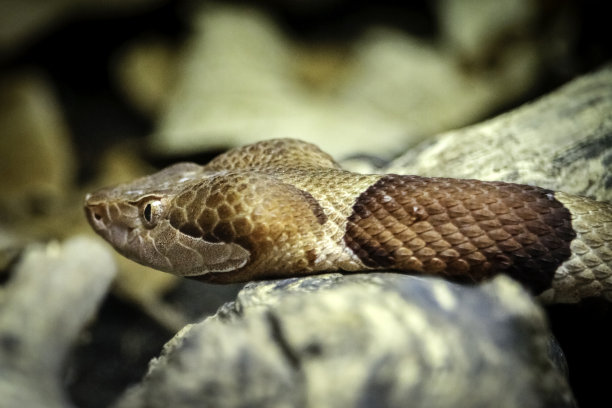 copperhead