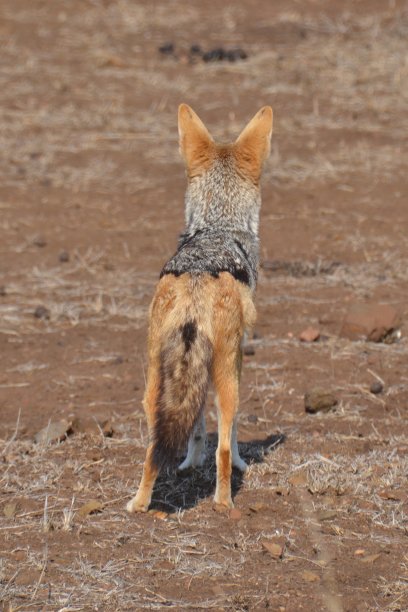 rear
